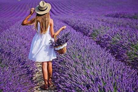 10 Adet Saksıda Lavanta Fidanı lavandula officinalis,