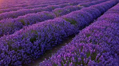 10 Adet Saksıda Lavanta Fidanı lavandula officinalis,