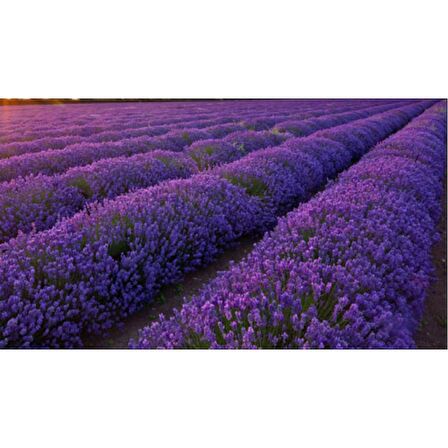 10 Adet Saksıda Lavanta Fidanı lavandula officinalis,