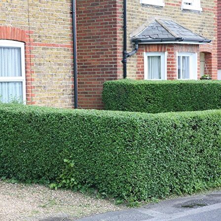 10 Adet Tüplü Kurtbağrı(Ligustrum) Fidanı 60 Cm.Çit Bitkisi