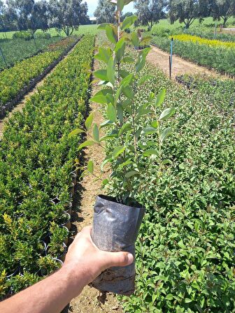 10 Adet Tüplü Kurtbağrı(Ligustrum) Fidanı 60 Cm.Çit Bitkisi