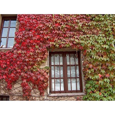 10 Adet Amerikan Sarmaşığı Fidanı (Parthenocissus quinquefolia) Tüplü, 60 Cm.