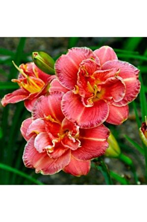 3 Adet Şeker Pembesi Zambak Çiçeği Soğanı