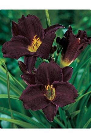 3 Adet Siyah Zambak Çiçeği Tohumu