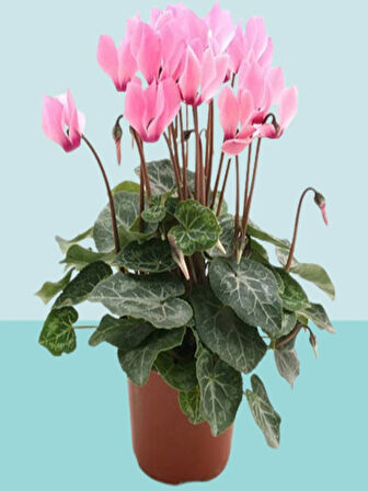 2 Adet BÜYÜK BOY Sıklamen (Cyclamen) Çiçeği Pembe Renk 