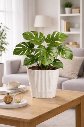 Omnipazar SO-ZB05 Zambak Dekoratif Plastik Saksı 8.8 Litre No:5