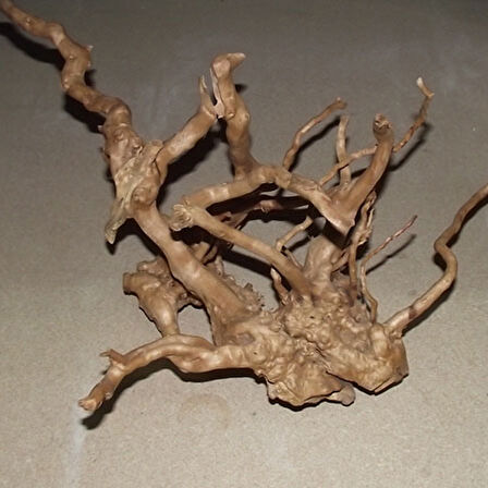 Çöl Kütüğü (Bağ)