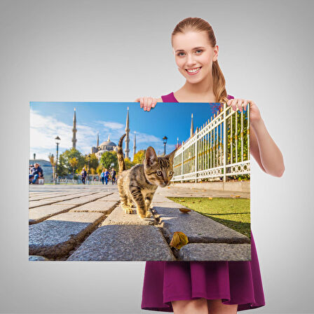 Sultan Ahmet Camii Önündeki Yavru Kedi Tablosu-6507