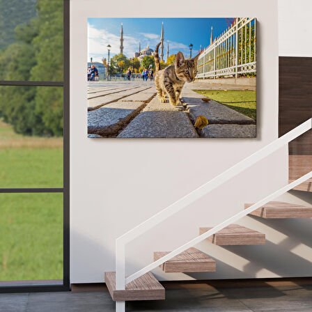 Sultan Ahmet Camii Önündeki Yavru Kedi Tablosu-6507