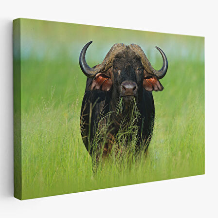 Asya Mandası Duvar Tablosu-6511