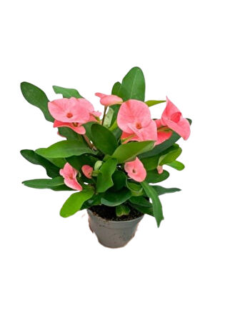 2 ADET DİKENLER TACI EFORBİA MİLİ (Euphorbia Milii) PEMBE RENK