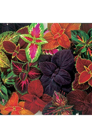 Yaprak Güzeli Karışık Renkli Kolyos (coleus) 