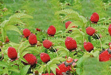 3 Adet Çilek Ahududu (Rubus illecebrosus) Fidanı - Bahçeniz İçin Tatlı ve Besleyici Meyveler