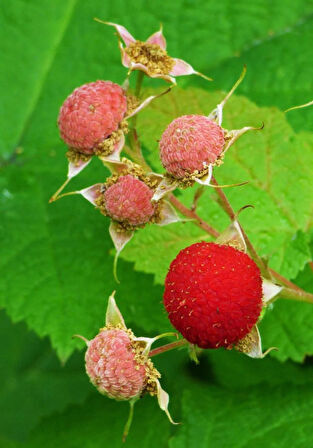 3 Adet Çilek Ahududu (Rubus illecebrosus) Fidanı - Bahçeniz İçin Tatlı ve Besleyici Meyveler