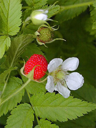 3 Adet Çilek Ahududu (Rubus illecebrosus) Fidanı - Bahçeniz İçin Tatlı ve Besleyici Meyveler