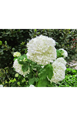 Saksılı Kartopu Çiçeği 40-60 cm