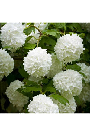 Saksılı Kartopu Çiçeği 40-60 cm