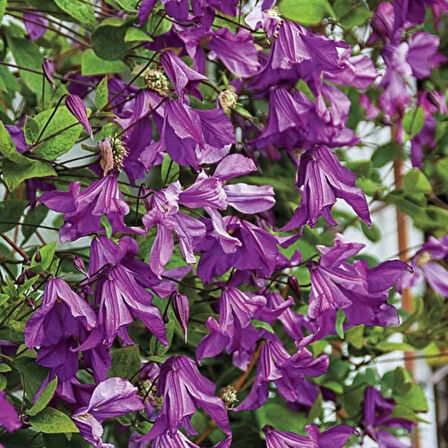 İthal Grandiflora Pamiat Serdtsa Çan Çiçeklli Clematis Orman Asması Çiçeği Fidanı (5-10 cm)