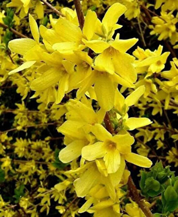 Bodur altınçanak Forsythia 'Mini Gold' 1-2 yaş