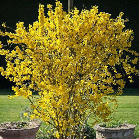 Bodur altınçanak Forsythia 'Mini Gold' 1-2 yaş