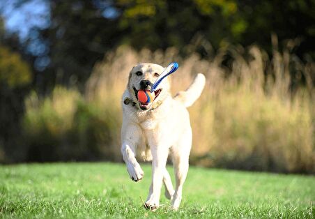 Köpek Çekiştirme Topu ChuckIt! Ultra Tug