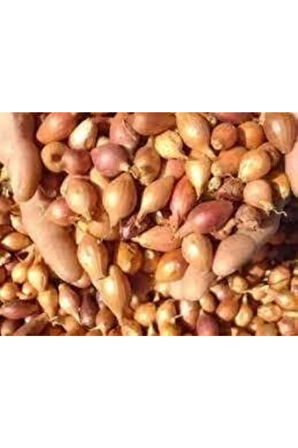 100 Adet Tohum Süper Paket Kıska Soğan Tohumu
