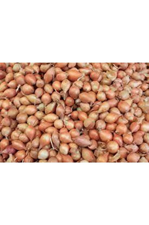 100 Adet Tohum Süper Paket Kıska Soğan Tohumu