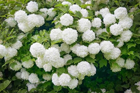 1-2 Yaş Arası Tüplü Çınar Kartopu (Viburnum opulus) Fidanı - Göz Alıcı Beyaz Çiçekler ve Dekoratif Yapraklar