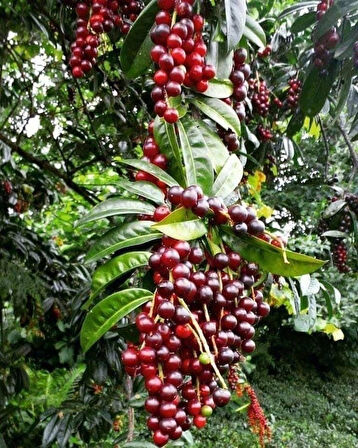 1 Adet Karayemiş (Prunus laurocerasus) Fidanı - Dayanıklı ve Meyve Veren Fidan, 1-2 Yaş Arası Tüplü