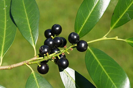 1 Adet Karayemiş (Prunus laurocerasus) Fidanı - Dayanıklı ve Meyve Veren Fidan, 1-2 Yaş Arası Tüplü