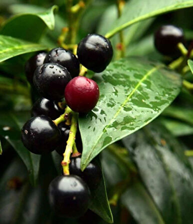 1 Adet Karayemiş (Prunus laurocerasus) Fidanı - Dayanıklı ve Meyve Veren Fidan, 1-2 Yaş Arası Tüplü