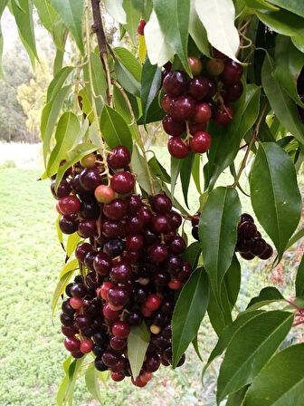 1 Adet Karayemiş (Prunus laurocerasus) Fidanı - Dayanıklı ve Meyve Veren Fidan, 1-2 Yaş Arası Tüplü