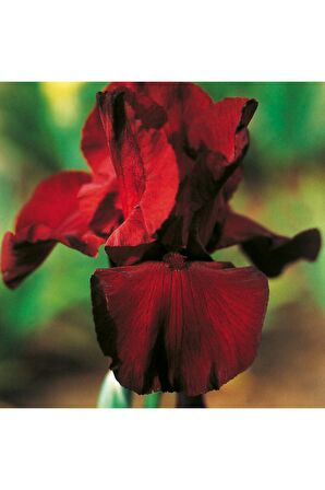 Koyu Bordo Iris Süsen(2adet)