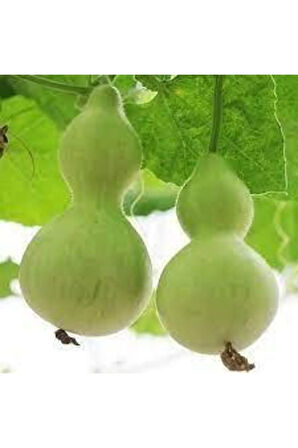 15 Adet Su Kabağı Tohumu