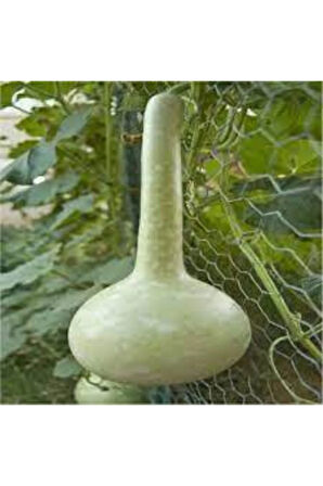 15 Adet Su Kabağı Tohumu