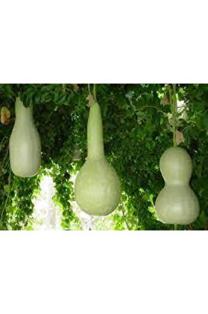 15 Adet Su Kabağı Tohumu