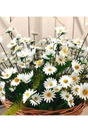 20 Adet Tohum Yayılıcı Kır Papatyası Çiçeği Tohumu Çiçek Tohumu Sürpriz Hediye Bonzai Ağacı Tohumulu