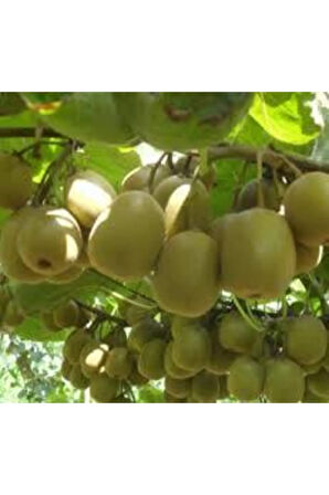 Tohum Kivi Ağacı Tohumu Yeşil Tatlı Kivi Tohumu Sürpriz Hediye Bonsai Ağacı Tohumludur  10 Adet