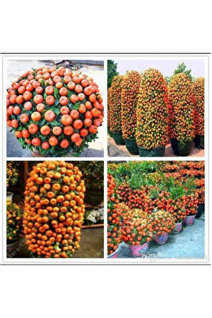 5 Adet Tohum Bodur Bonsai Mandalina Bonsai Ağacı Tohum Saksı Toprak Hediyemiz