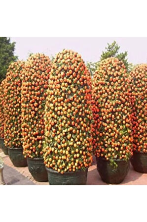 5 Adet Tohum Bodur Bonsai Mandalina Bonsai Ağacı Tohum Saksı Toprak Hediyemiz