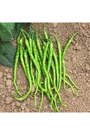 25 Adet Tohum Tatlı Sivri Kıl Biber Tohumu Kıl Biberi Tohumu Sürpriz Hediye Tohum Saksı Toprak