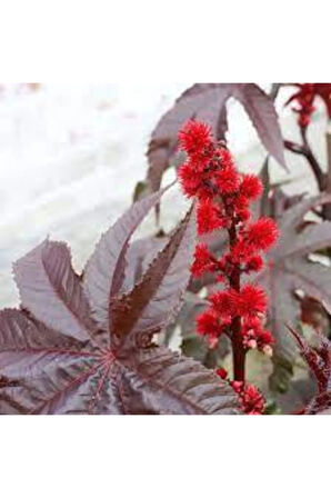 Nadir Kene Çiçeği Tohumu 10 Adet