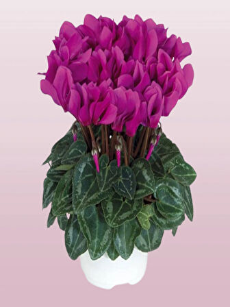  2 Adet BÜYÜK BOY Sıklamen (Cyclamen) Çiçeği Mor Renk