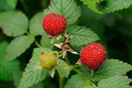 "2 Yaşında Tüplü Çilek Ahududu Fidanı - Rubus rosifolius, Bahçenize Lezzetli Meyveler Katın"