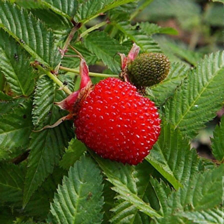 "2 Yaşında Tüplü Çilek Ahududu Fidanı - Rubus rosifolius, Bahçenize Lezzetli Meyveler Katın"