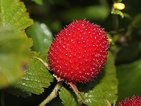 "2 Yaşında Tüplü Çilek Ahududu Fidanı - Rubus rosifolius, Bahçenize Lezzetli Meyveler Katın"