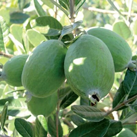 "Tüplü Kaymak Ağacı (Celtis australis) - Sağlıklı ve Hızlı Büyüyen Yeşil Güzellik"