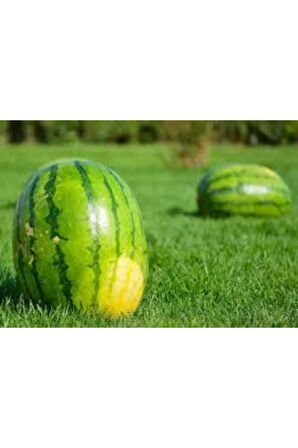 Diyarbakır Karpuzu Tohumu 75 Adet Tohum