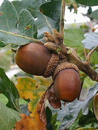 Meşe Palamut Fidanı 1 Adet (20 - 30 Cm Boylarında)