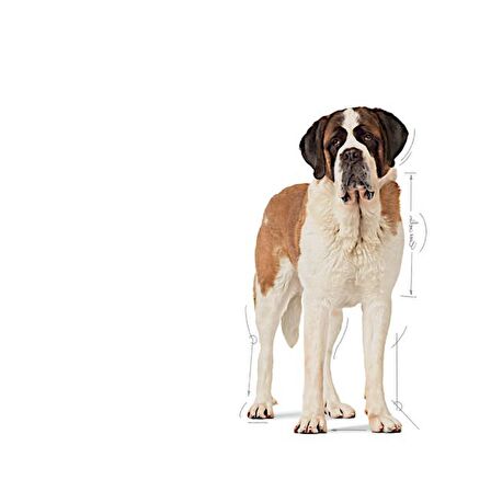 Royal Canin Dev Irklar için Yavru Köpek Maması 15 Kg